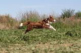 BORDER COLLIE 335